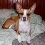 Can dogs have hearing loss