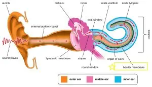 How we hear loud sounds and soft sounds