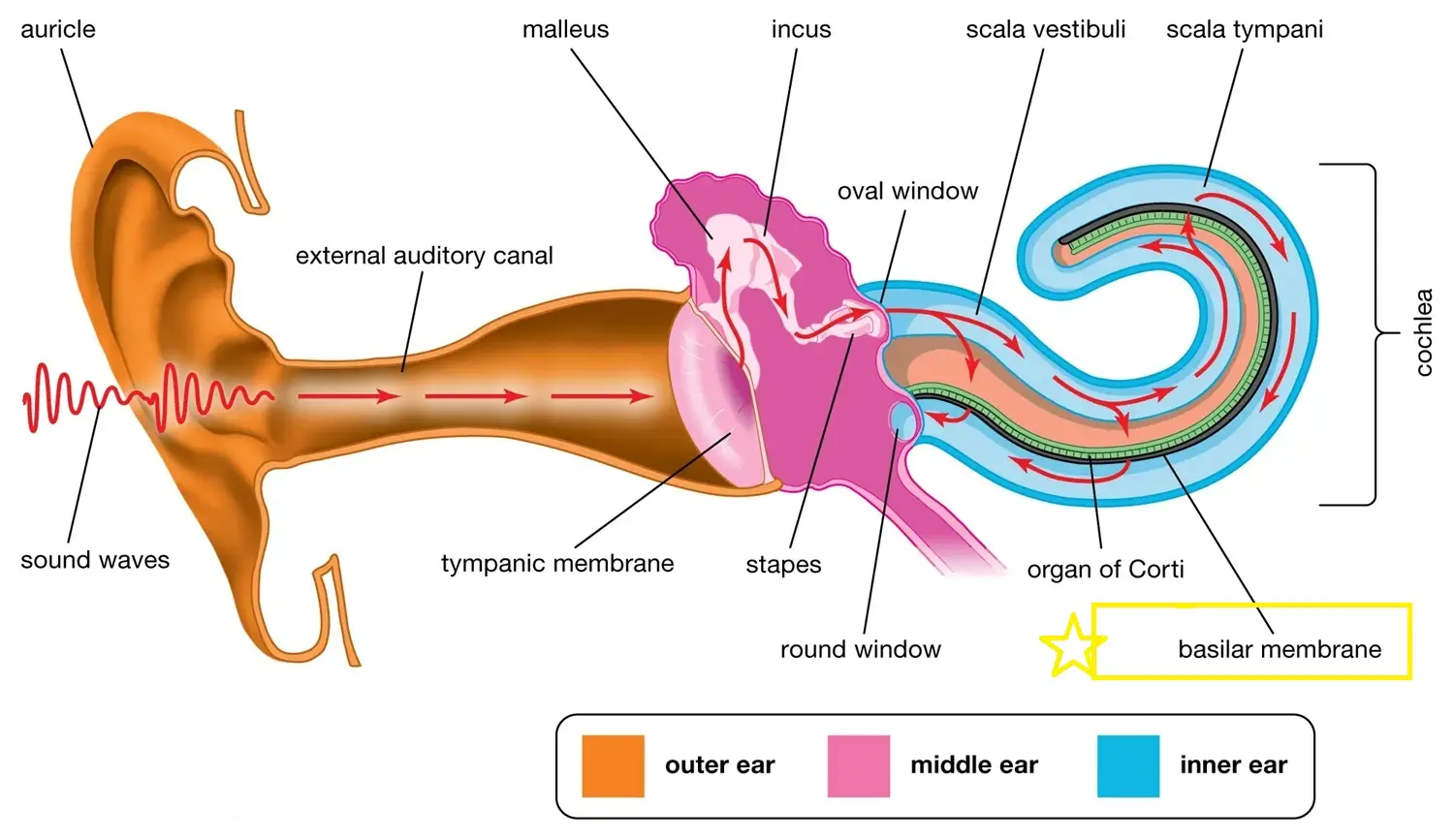 How we hear loud sounds and soft sounds