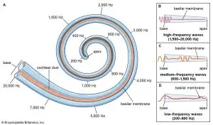 ReSound hearing aidWarp processing